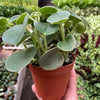 Peperomia 'Felted'