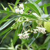 10 BALLOON MILKWEED Hairy Balls Butterfly Weed Asclepias Gomphocarpus Physocarpus Monarch Flower Seeds