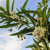 10 BALLOON MILKWEED Hairy Balls Butterfly Weed Asclepias Gomphocarpus Physocarpus Monarch Flower Seeds
