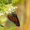 10 SWAN MILKWEED Hairy Balls Butterfly Weed Asclepias Gomphocarpus Fruticosus Monarch Flower Seeds
