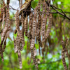 25 Flowering BLACK LOCUST TREE (Yellow Locust / False Acacia) Robinia Pseudoacacia Seeds