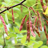 15 ROSE LOCUST / Pink ACACIA Flower Robinia Hispida Fertilis Tree Shrub Seeds