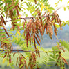 25 Flowering BLACK LOCUST TREE (Yellow Locust / False Acacia) Robinia Pseudoacacia Seeds