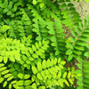 25 Flowering BLACK LOCUST TREE (Yellow Locust / False Acacia) Robinia Pseudoacacia Seeds