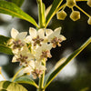 10 SWAN MILKWEED Hairy Balls Butterfly Weed Asclepias Gomphocarpus Fruticosus Monarch Flower Seeds