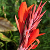 5 ORANGE CANNA LILY Indian Shot Arrowroot Canna Indica Flower Seeds
