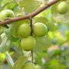 Indian Jujube (Ziziphus mauritiana)