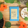 "Indoor Blooms" Seed Collection – photo 2
