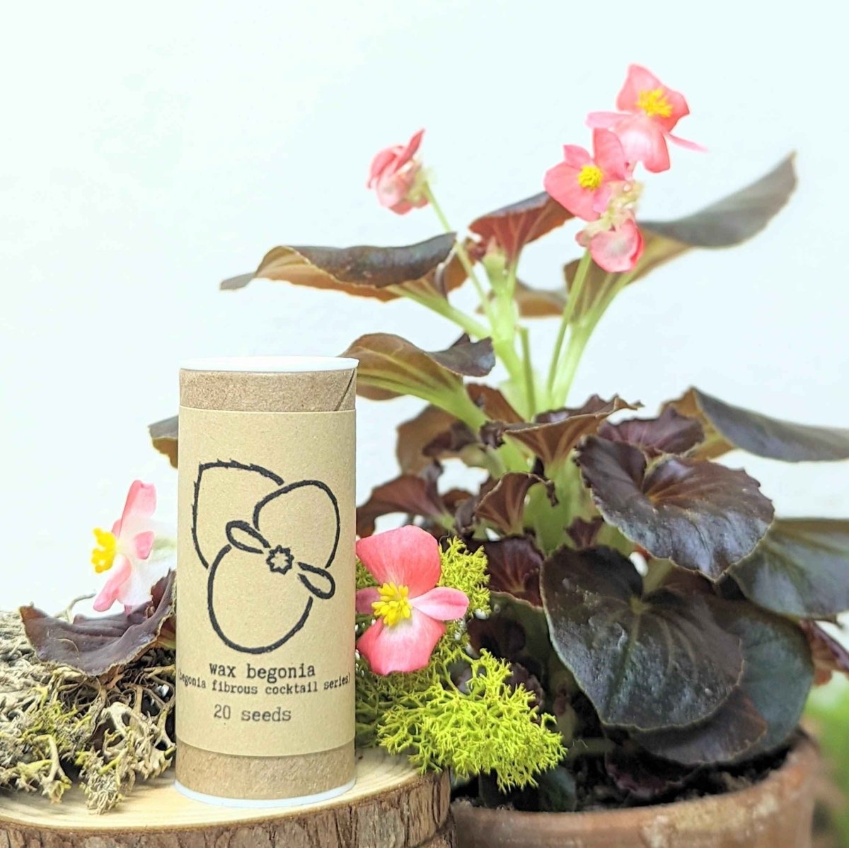 "Indoor Blooms" Seed Collection – photo 8