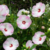 10 Luna PINK SWIRL Hardy HIBISCUS Moscheutos Flower Seeds