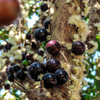 Jabuticaba (Plinia cauliflora)