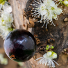 Jabuticaba (Plinia cauliflora)