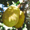Jackfruit 'Golden Nugget' (Artocarpus heterophyllus)