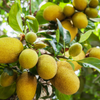 Jackfruit 'Golden Nugget' (Artocarpus heterophyllus)