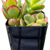 Jade Plant