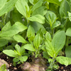 Jerusalem Artichoke (Helianthus tubersosus)