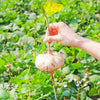 Jicama (Pachyrhizus erosus)