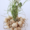 Jicama (Pachyrhizus erosus)