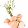 Jicama (Pachyrhizus erosus)