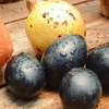 Avocado 'Joey' (Persea americana)