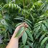 June Plum (Spondias dulcis)