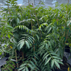 June Plum (Spondias dulcis)