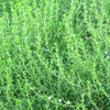 Jamaican Mint Tree, Kama Sutra Mint (Satureja viminea)