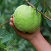 Guava 'Kilo' (Psidium guajava)