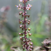 Tulsi 'Krishna' (Ocimum tenuiflorum)