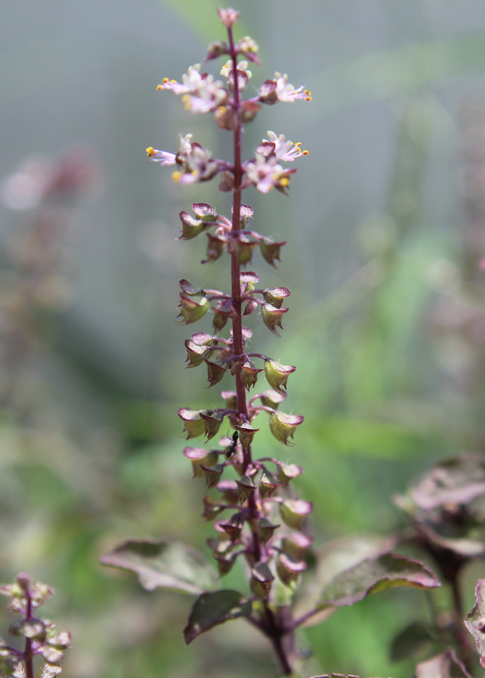 Tulsi 'Krishna' (Ocimum tenuiflorum)