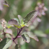 Tulsi 'Krishna' (Ocimum tenuiflorum)