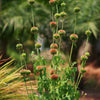 Klip Dagga (Leonotis nepetifolia)
