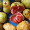 Kwai Muk (Artocarpus hypargyraeus)