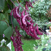 Lablab Bean (Lablab purpureus)