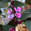 Lablab Bean (Lablab purpureus)