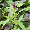 Lagos Spinach (Celosia argentea)