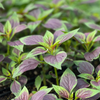 Lagos Spinach (Celosia argentea)