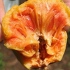 Lakoocha (Artocarpus lacucha)