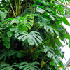 Monstera, Swiss Cheese Plant (Monstera deliciosa)