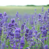 Lavender Seeds – photo 3