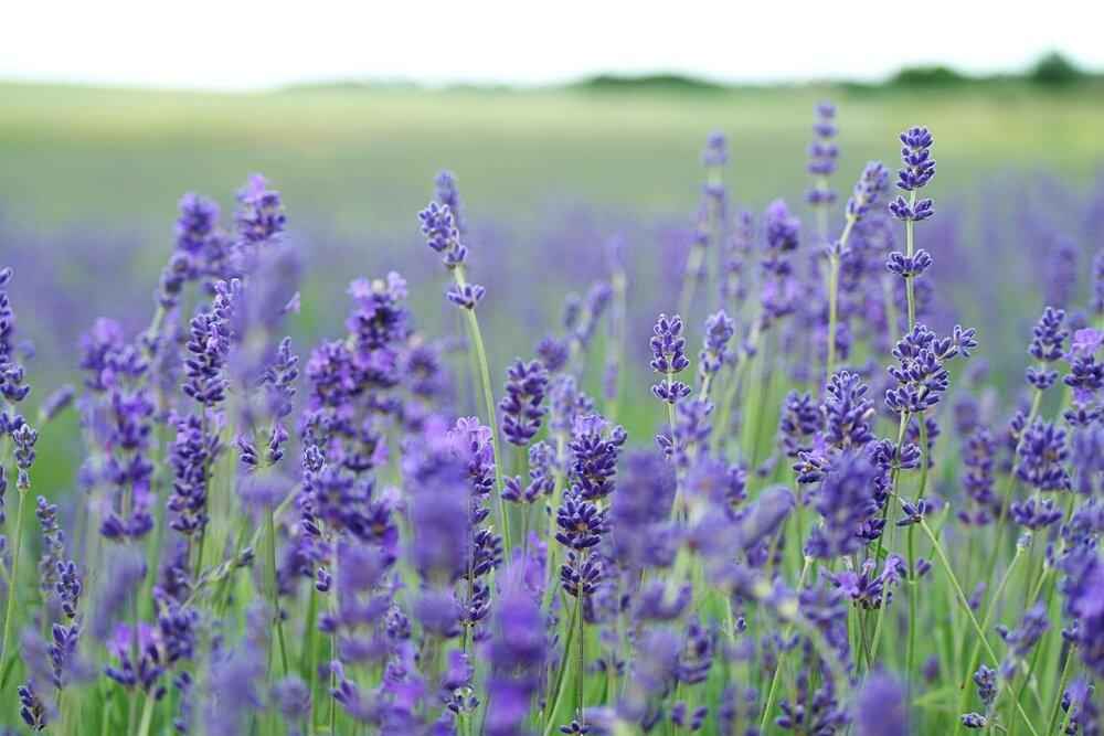 Lavender Seeds – photo 3
