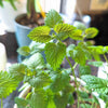 Lemon Balm Seeds – photo 4