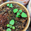Lemon Balm Seeds – photo 3