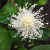 Guava, Lemon (Psidium littorale)