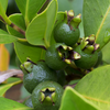 Guava, Lemon (Psidium littorale)
