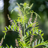10 COMMON LICORICE Liquorice Glycyrrhiza Glabra Herb Purple Flower Seeds