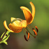20 COLUMBIAN TIGER LILY Oregon Lily Lilium Columbianum syn. Canadense Parviflorum Orange Maroon Spotted Native Flower Seeds