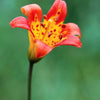 15 WESTERN HYBRIDS LILY Tiger, Leopard, Lemon, Alpine, Kellogg - Mixed Colors Pink, Red, Yellow, Orange - Native Lilium Flower Seeds