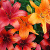 15 WESTERN HYBRIDS LILY Tiger, Leopard, Lemon, Alpine, Kellogg - Mixed Colors Pink, Red, Yellow, Orange - Native Lilium Flower Seeds