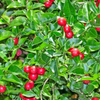 Limeberry (Triphasia trifolia)
